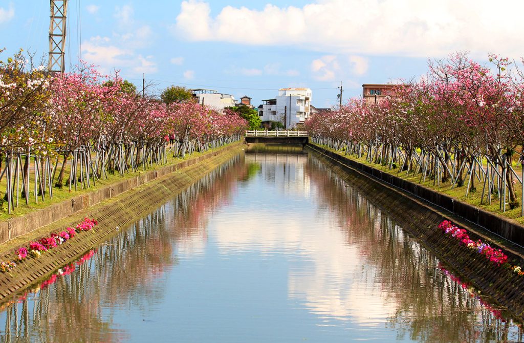 羅莊櫻花步道